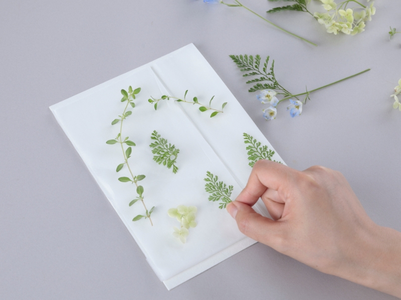 植物標本スターターキット ビギナー