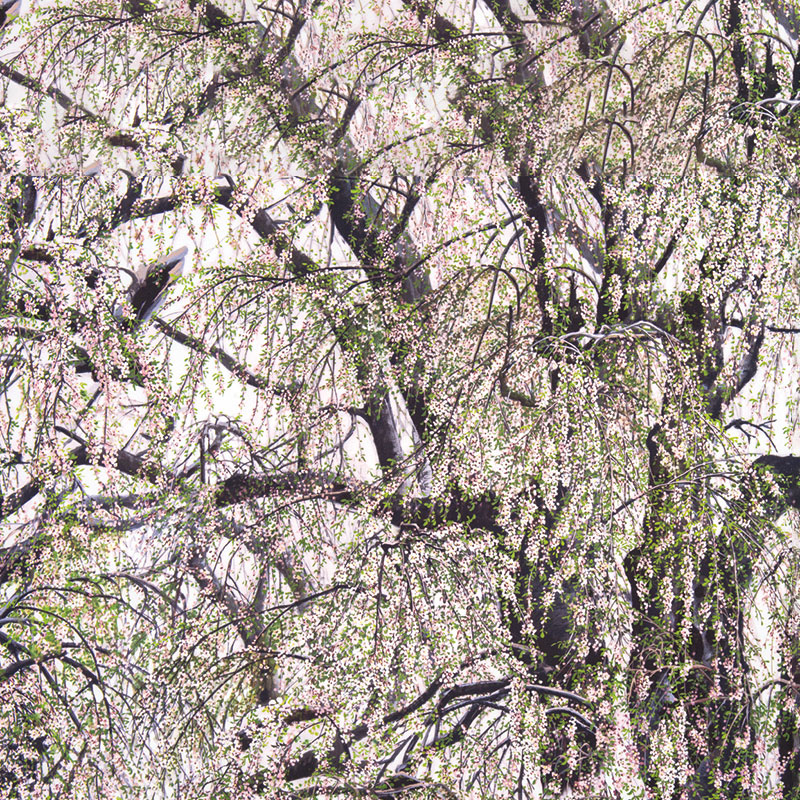 しだれ桜　1ｍ単位