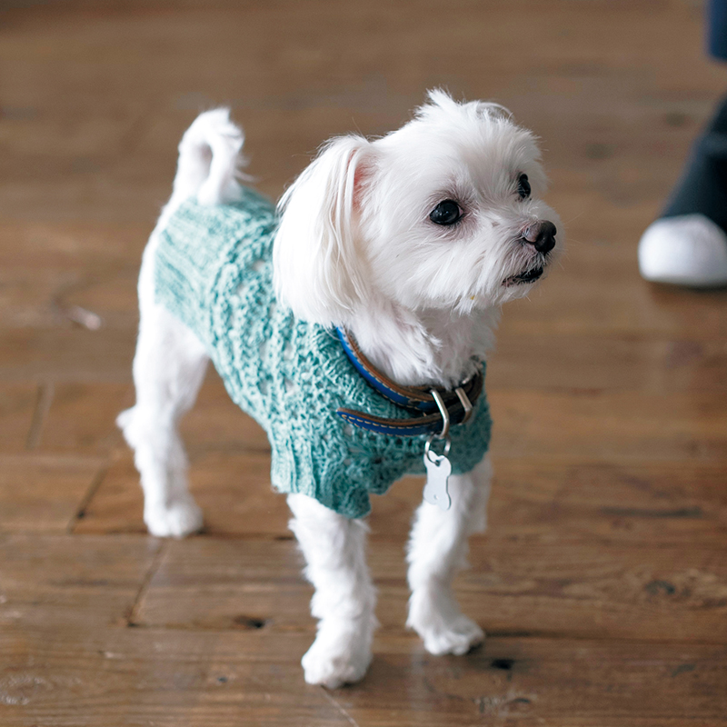 〈レシピ〉わんこのセーター